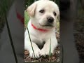 Cute Doge Dog Voice Dog Short Videos New Status
