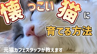 【猫のお世話】懐っこい猫に育てる方法を教えます