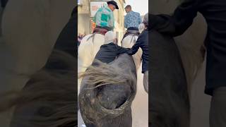 Bandido Aigues Vives manade Martini