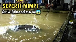 TAK TERDUGA!!Strike babon sebesar ini~Mancing lele dikolam pemancingan