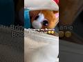 Taking My Beanie Boo To School ЁЯднЁЯе Beanieboos Ty School Sneaky Funny Taking My Beanie Boo To School ЁЯднЁЯе Beanieboos Ty School Sneaky Funny