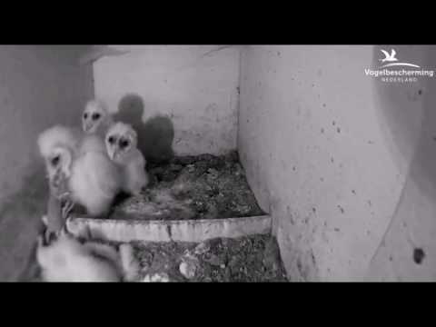 CJ Wildlife/Vivara Webcams