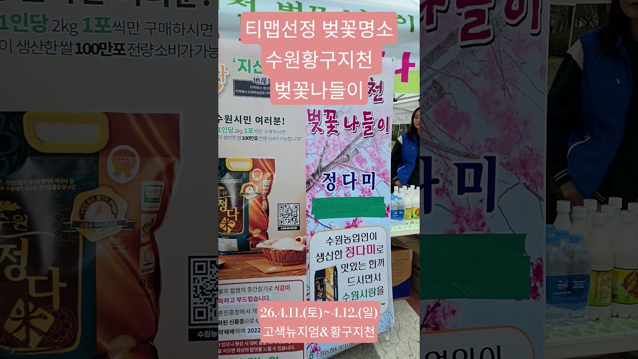 수원벚꽃놀이 수원벚꽃명소 주말벚꽃나들이 수원주말축제 수원가족나들이좋은곳