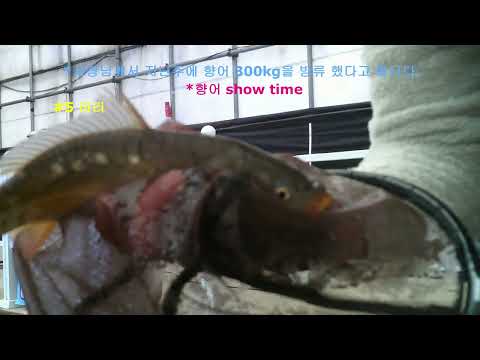 14하우스 중장물 붕어 대신 향어가 찌올림 모음