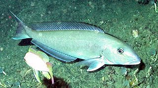 Facts: The Golden Tilefish