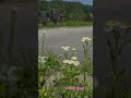 동부리에서/In Dongbu-ri #shorts 길가에 핀꽃/Flowers blooming on the roadside #윤드림 /Yoon Dream