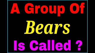 A group of Bears is called | collective noun of Bears