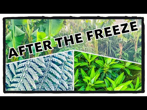 Vídeo: Evergreen In Winter - Aprenda sobre os danos causados pelo inverno em arbustos perenes