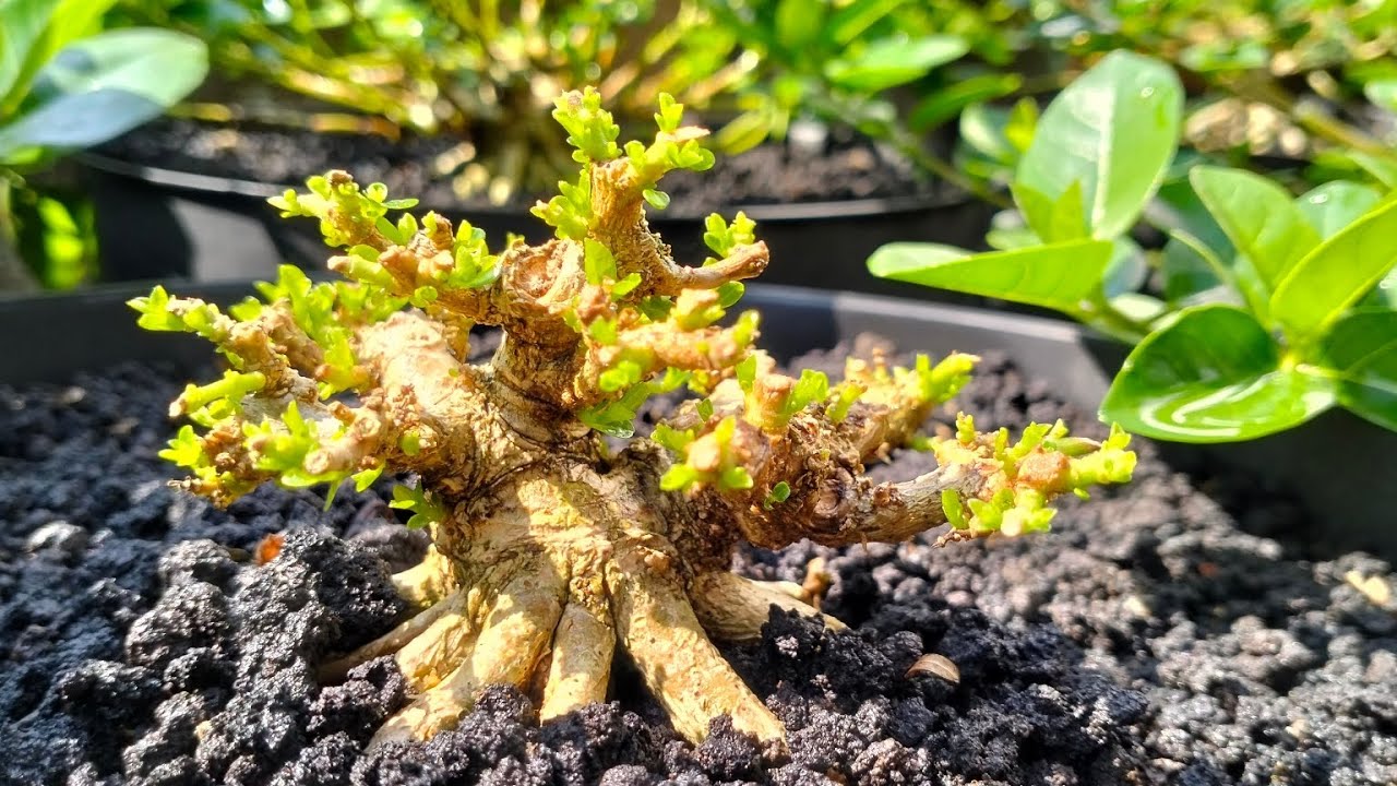 UPDATE PERKEMBANGAN PROGRAM BONSAI SANCANG UKURAN SHITO DAN MAME