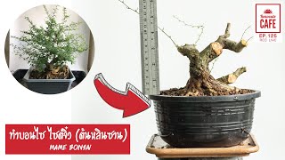 ทำบอนไซ ไซต์จิ๋ว (ต้นหลินซาน) Mame bonsai [EP.125 Rec. live]