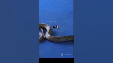 Rắn hổ mang chúa kháng nọc độc của rắn khác    #RắnHổMangChúa #ĐộcTố #ThiênNhiên