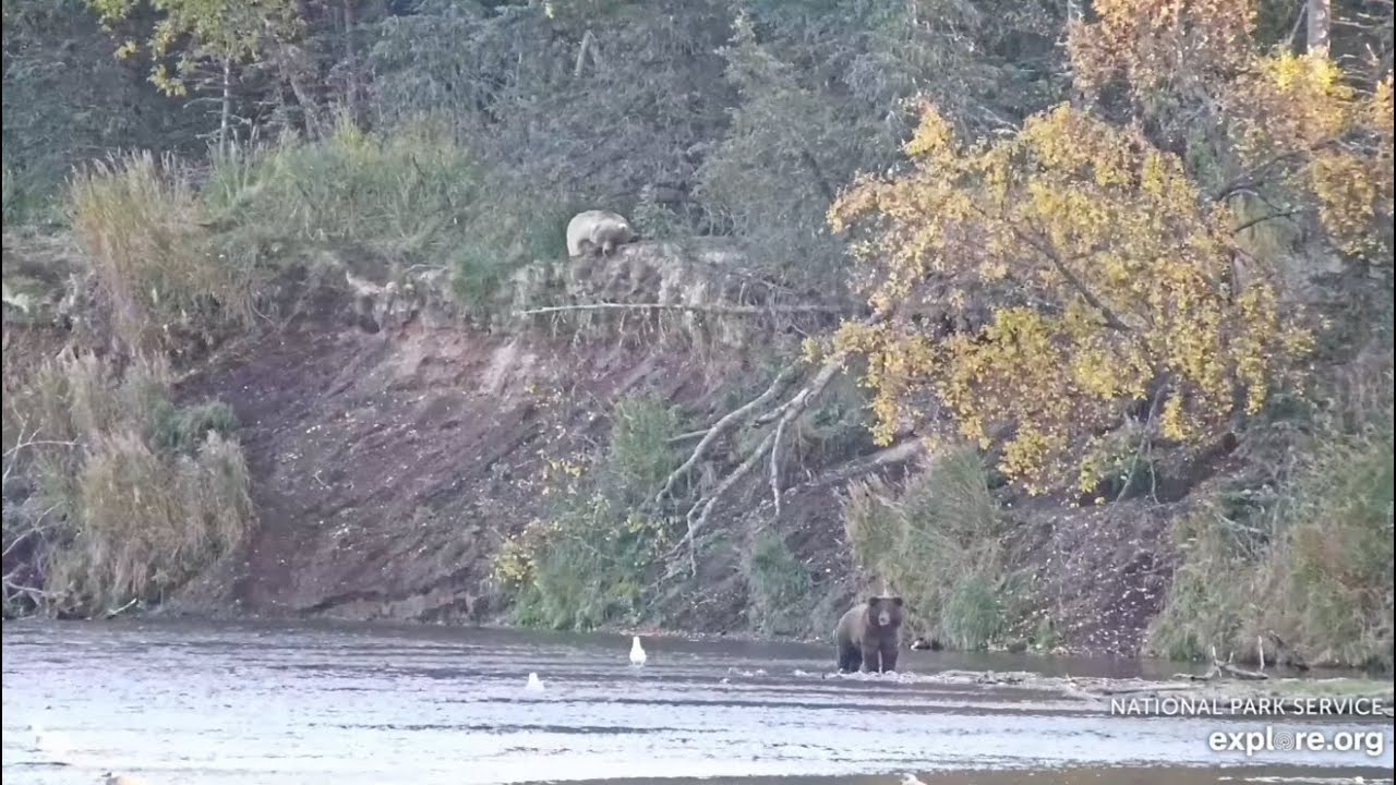 128 Grazer Rests While Her Yearling Fishes - September 29, 2025 (explore.org)