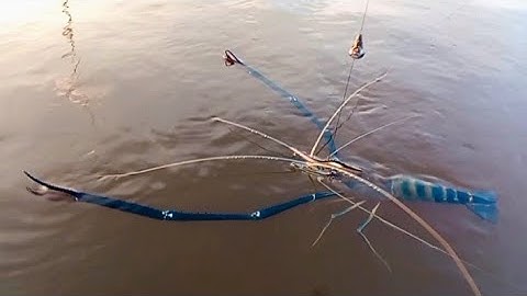 MENGGETARKAN! udang besar air asin, mancing setelah hujan deras