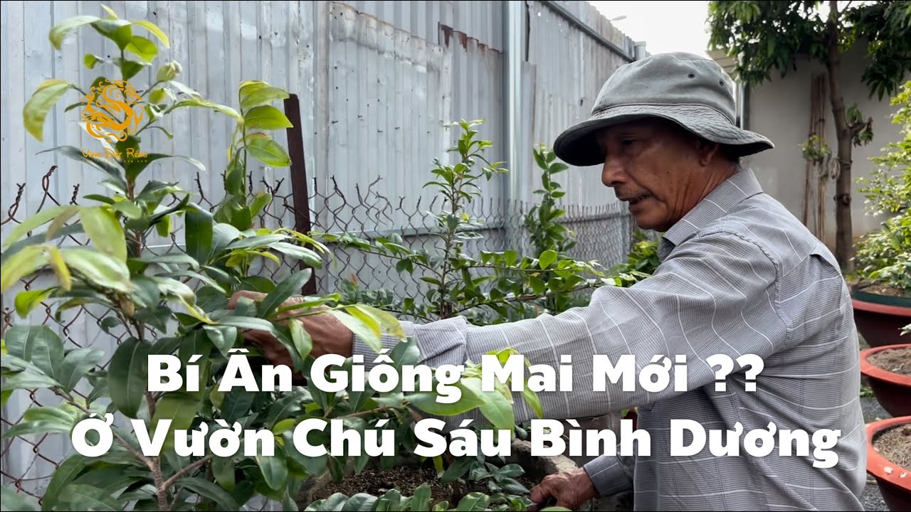 Bí ẩn về giống Mai mới xuất hiện ở Vườn Mai Chú Sáu Bình Dương|Vùng Đất Rồng 