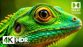 DOLBY VISION™ 4K HDR 60fps | Experience The Ultimate Visuals