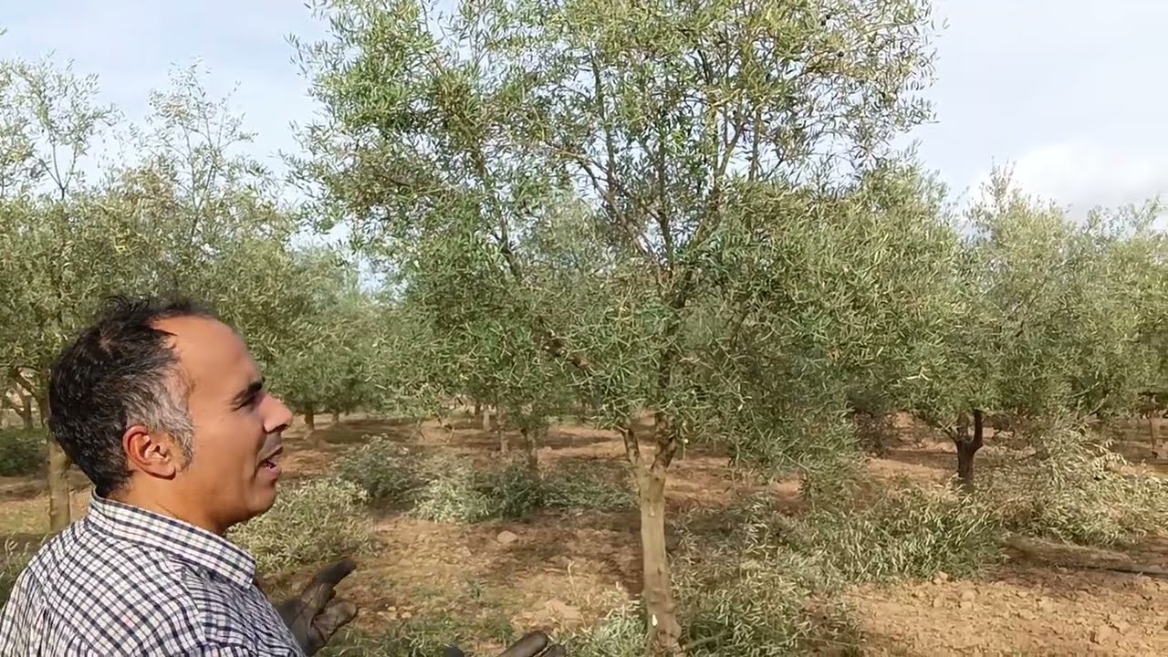 Poda del hojiblanco joven en marco espeso. Posadas, Córdoba.