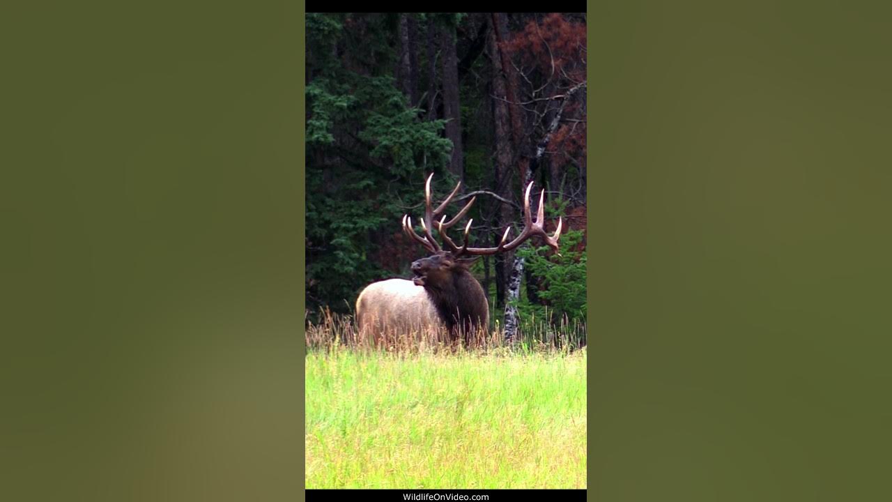 Biggest Elk Bull Bugles During the Rut The Sheriff YouTube