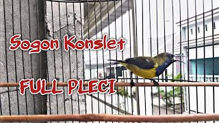 SOGON KONSLET FULL ISIAN PLECI