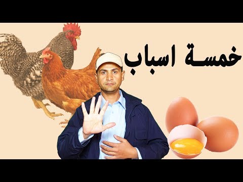 فيديو: ما هي الدجاجة المربوطة بالبيض؟