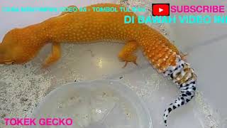 TOKEK GECKO WARNA WARNI
