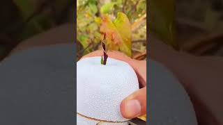 shortvideo beautiful fruit