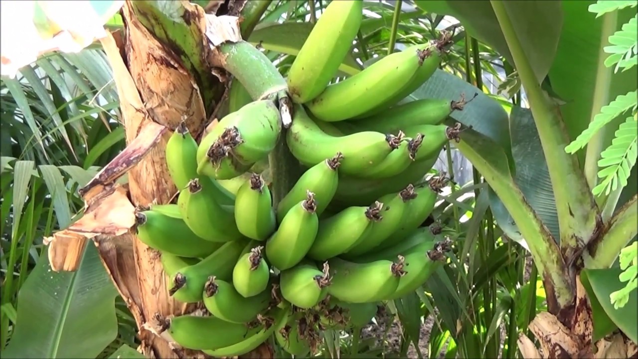 Tropical Forest, Omnium, Goes, the Netherlands, june 2018