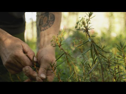 Collecting wild herbs, and brewing tea over the camp fire. Labrador tea.