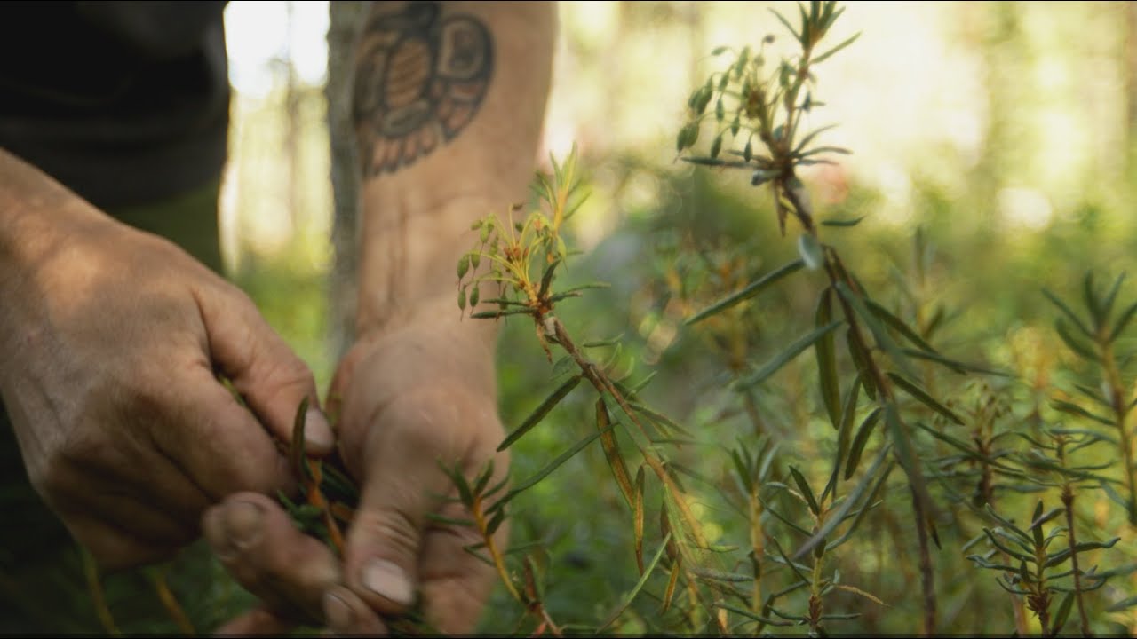 Collecting wild herbs, and brewing tea over the camp fire. Labrador tea