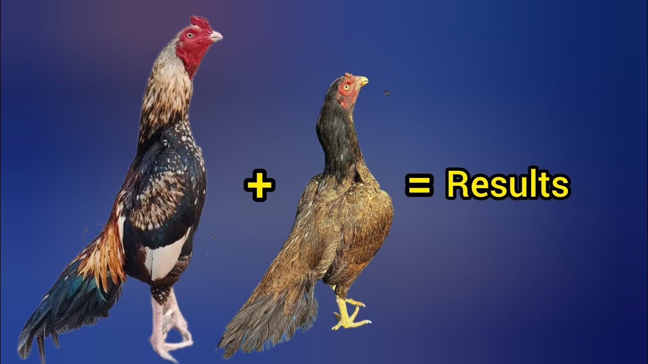 Aseel cross breed | Aseel cross breeding result 