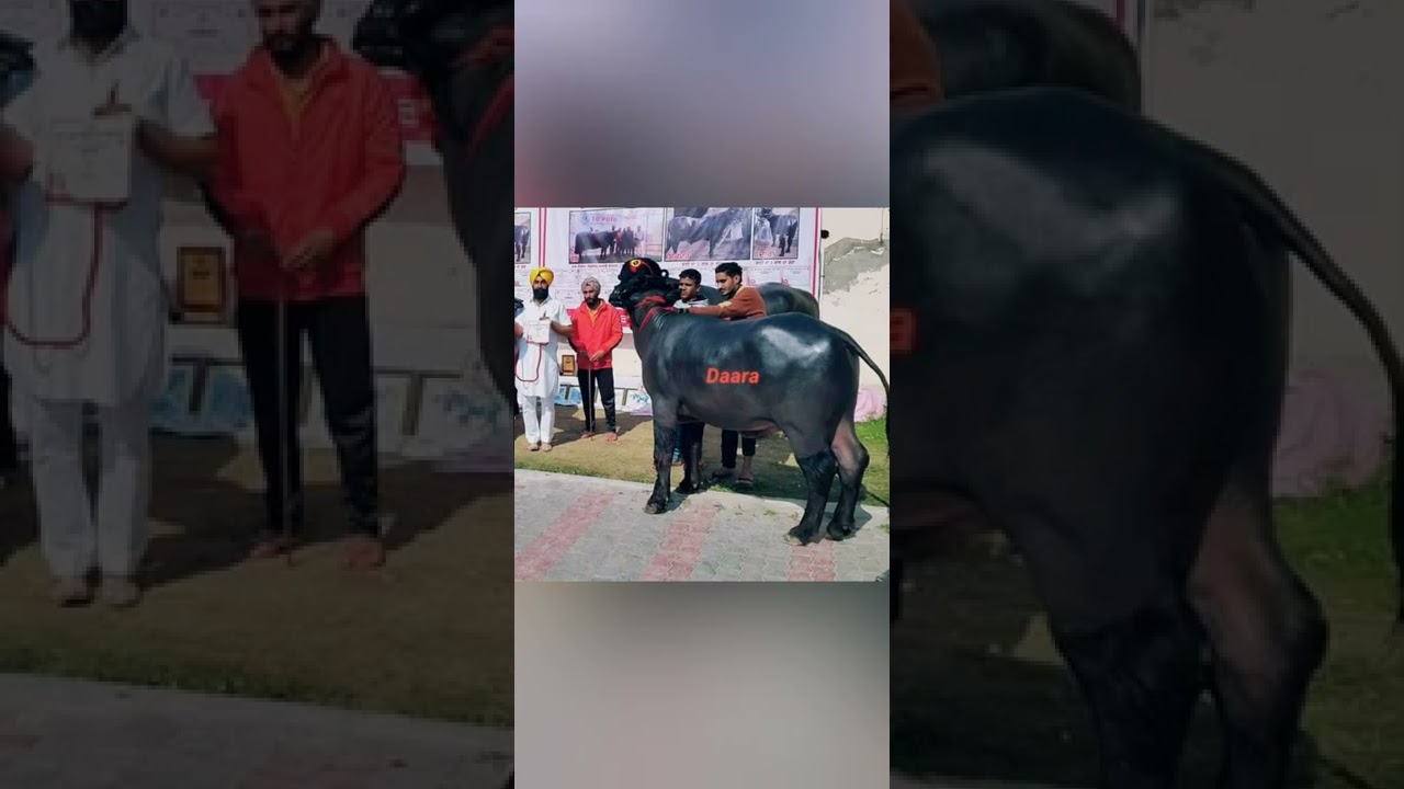 darra bull Lakshmi dairy farm 🌟🌟🌟 and it's one'result maina