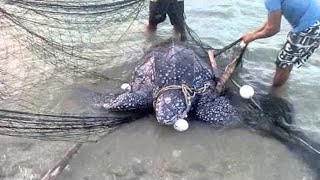 Sea Turtle is Rescued From Fishing Net || ViralHog