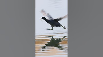 Food delivery! - Coot running on water #shorts
