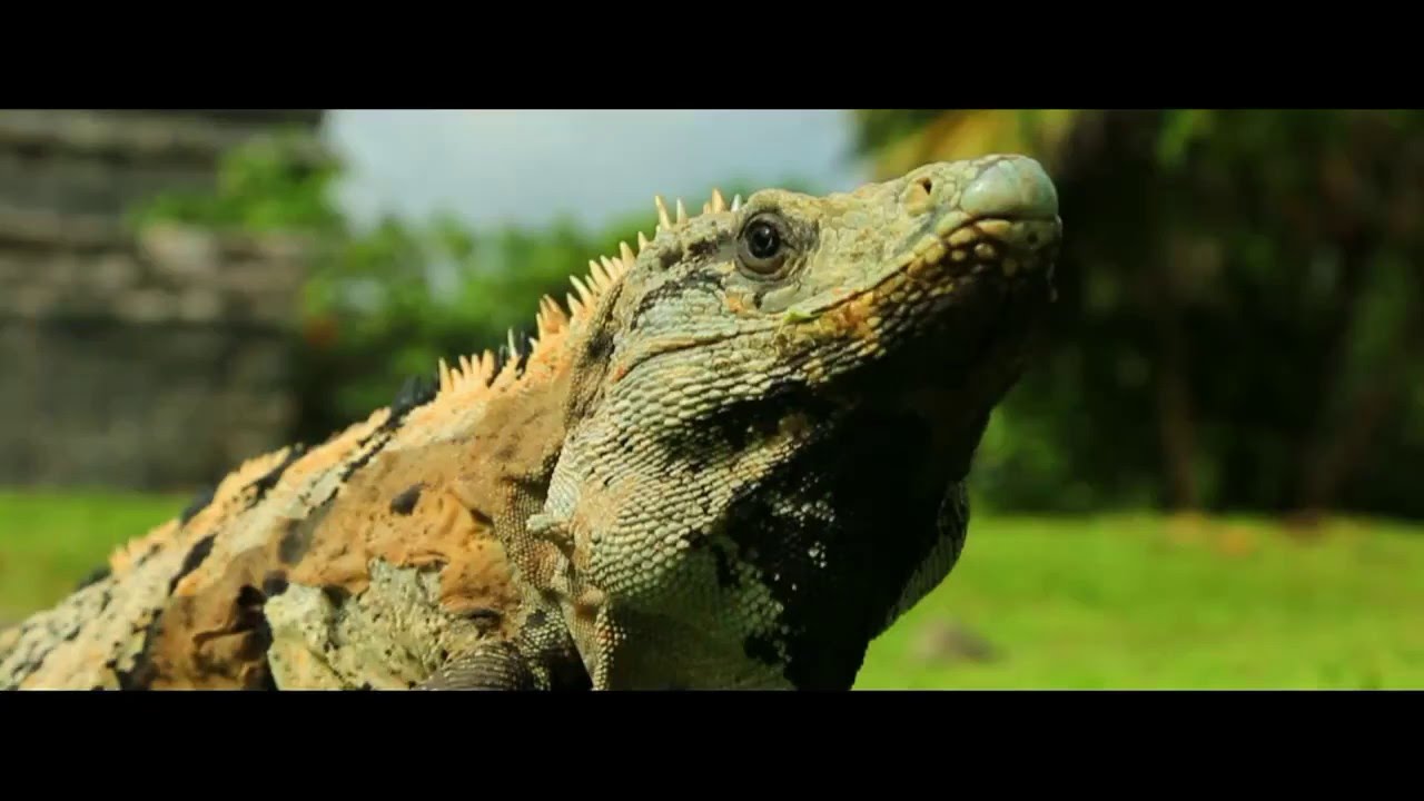 Península de Yucatán NATIONAL GEOGRAPHIC   I   Soy Playense