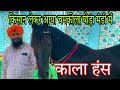 किसान लेकर आया हीरे की तरह चमकने वाला घोड़ा काला हंस अमृतसर मंडी में Indian horse market 2022