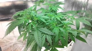 Chernobyl Day 43 of Life...