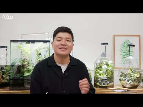 Cách chăm sóc Terrarium chi tiết nhất, hiểu về terrarium | Totoro Garden|