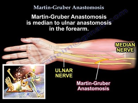 Martin Gruber Anastomosis - Everything You Need To Know - Dr. Nabil Ebraheim