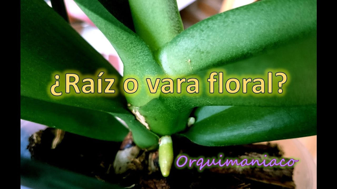 Cómo distinguir entre vara floral y raíz en orquídeas phalaenopsis - thptnganamst.edu.vn