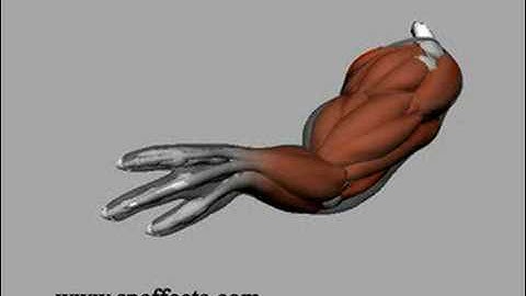 nCloth Muscles and skin