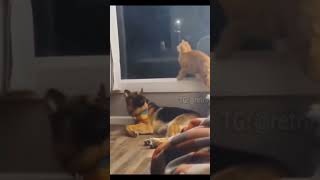 Cat Vs Dog  funny cat😋🤣 #shorts