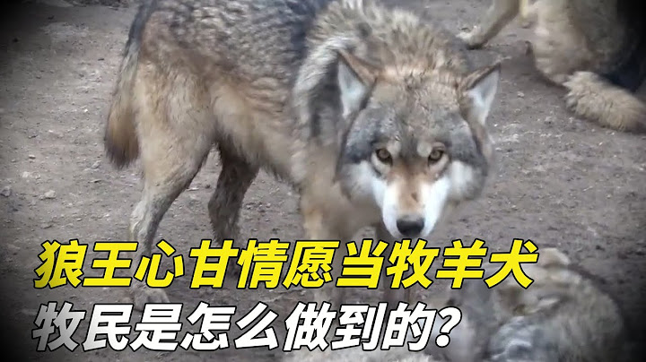 The wolf king abandoned the wolves and became sheepdogs. How did the herdsmen do it?