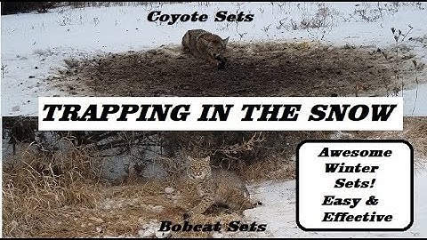 HOW to TRAP BOBCATS and COYOTES in the Snow | Easy & Effective Sets!