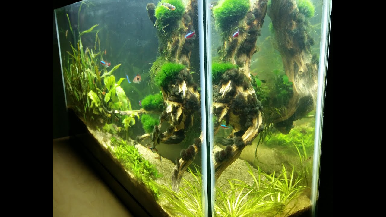 Crystalino Convergence Encore