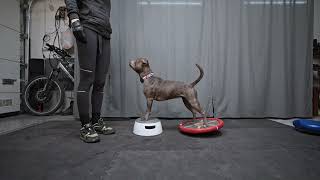 Staffordshire Bull Terrier - body training by Stafficzki Spiczki FCI  408 views 2 months ago 1 minute, 1 second