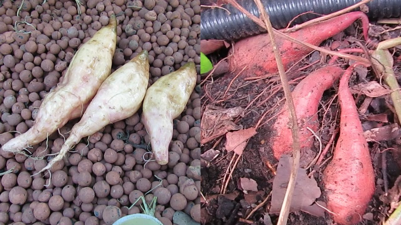 Aquaponic sweet potato harvest with some bonus soil taters ...