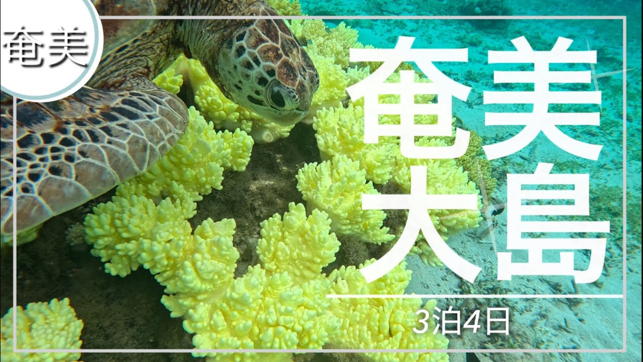 【奄美大島】奄美大島ひとり旅　奄美ブルー　グルメ　人気観光地に癒された