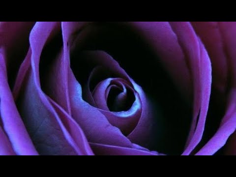 ماذا تعني الوردة البنفسجية Youtube