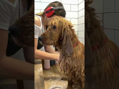 Precisamos tomar banho juntas #toppet #cockerspaniel