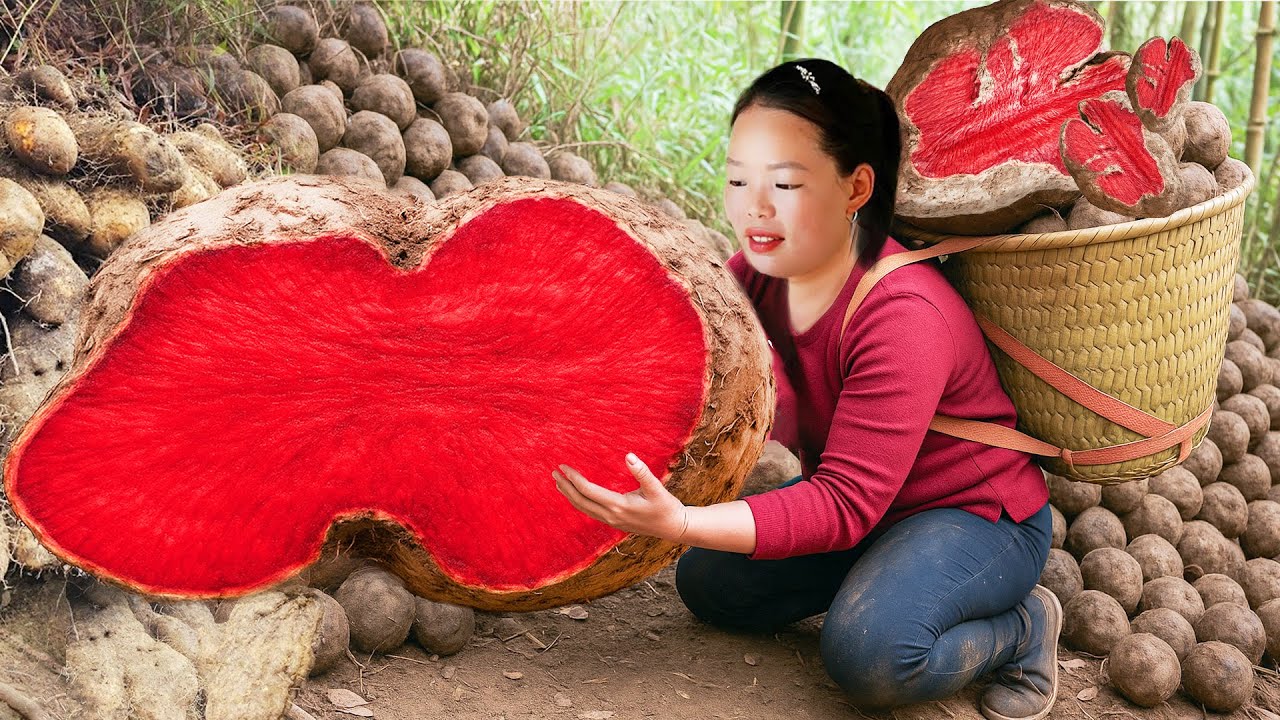Harvesting wild brown tubers soaked in wine and giant potatoes to sell at the market