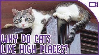 Why Do Cats Love High Places SO Much?!